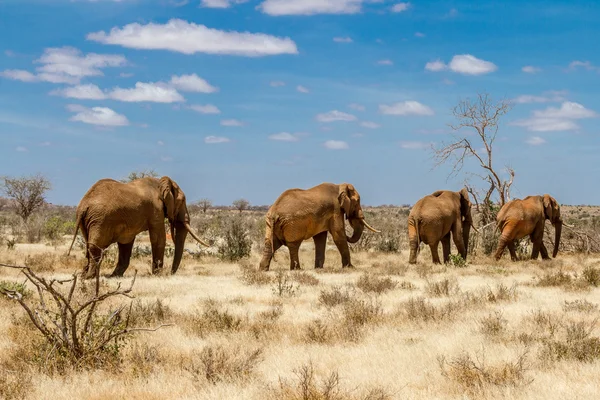 Grupo de elefantes no Savana, Parque Nacional Tsavo, Quênia — Fotografia de Stock