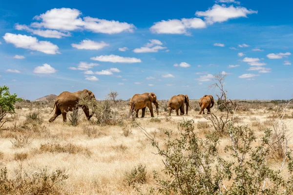 Grupo de elefantes en Savana, Parque Nacional Tsavo, Kenia Imagen De Stock