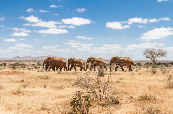 Ομάδα των ελεφάντων στην το Savana, εθνικό πάρκο Tsavo, Κένυα — Φωτογραφία Αρχείου