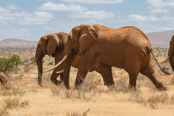 Groep van olifanten in de Savana, Tsavo National Park, Kenia — Stockfoto