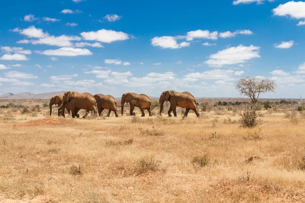 Grupo de elefantes no Savana, Parque Nacional Tsavo, Quênia — Fotografia de Stock
