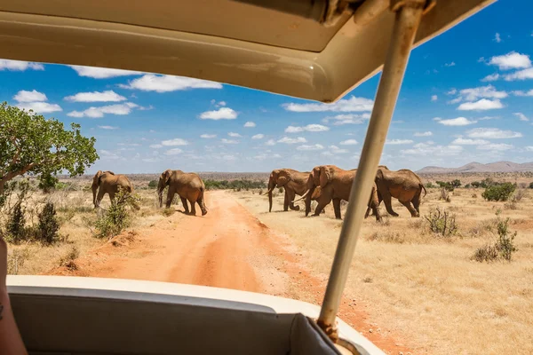 Ομάδα των ελεφάντων στην το Savana, εθνικό πάρκο Tsavo, Κένυα Εικόνα Αρχείου