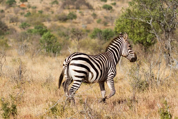 Zebra w łąki Serengeti o świcie, Tanzania, wschód — Zdjęcie stockowe