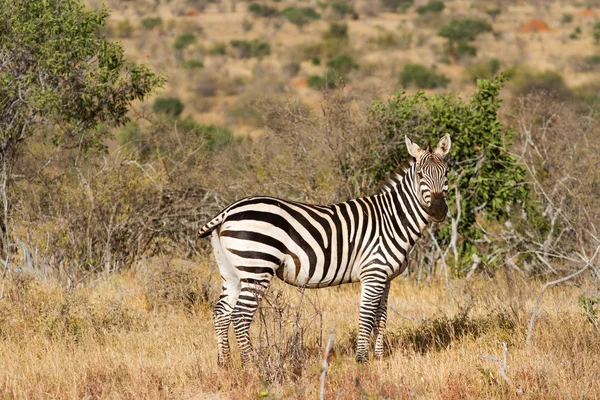 Zebra i gräsmarkerna i Serengeti i gryningen, Tanzania, öst — Stockfoto