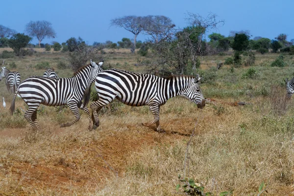Zèbres dans la réserve de Tsavo au Kenya — Photo