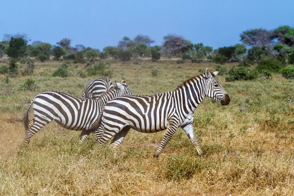 Zebry w Kenii, w tsavo rezerwy — Zdjęcie stockowe