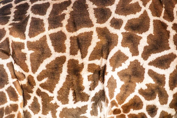 Pelle di giraffa — Foto Stock