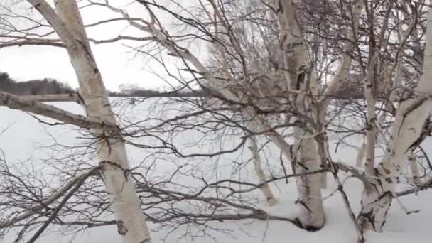 Slider shot on the volcano Etna, tree with snow — Stock Video