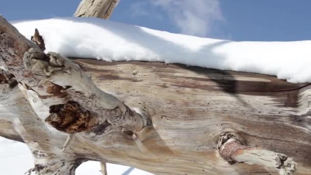 Schuifregelaar geschoten op de vulkaan Etna, boom met sneeuw — Stockvideo
