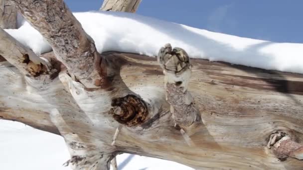 Reglaget skott på vulkanen Etna, träd med snö — Stockvideo