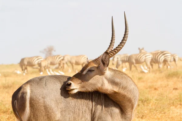 Mannelijke kobus defassa - tsavo, Kenia — Stockfoto