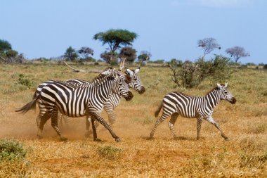 Zebralar kenya'nın tsavo rezerv
