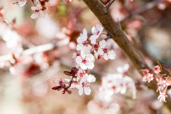 En närbild av ett mandelträd med vita blommor med filialer — Stockfoto