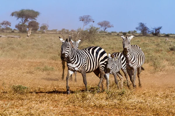 Cebras en la Reserva Tsavo de Kenia — Foto de Stock