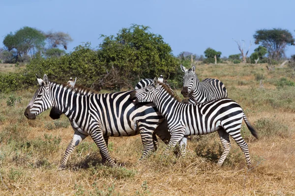 Zebry w Kenii, w tsavo rezerwy — Zdjęcie stockowe