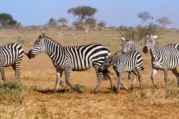 Zebras in Kenya's Tsavo Reserve