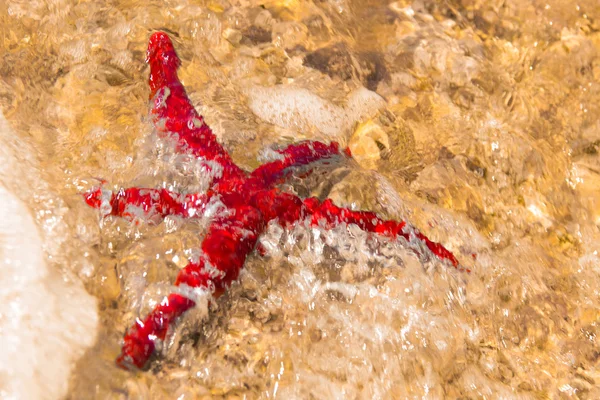 Starfish - reserve of the plemmirio in Syracuse — Stock Photo, Image