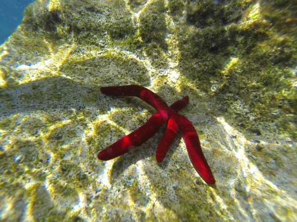 Snorkerilng in de zeeën van Sicilië — Stockfoto