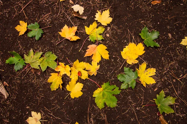 Осень листья фона — стоковое фото