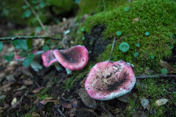 Champignons toxiques dans la forêt d'automne . — Photo