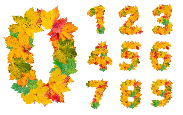 İzole üzerinde beyaz arka plan numaraları sonbahar yaprakları — Stok fotoğraf