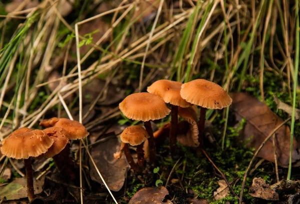 Champignons toxiques dans la forêt d'automne . — Photo