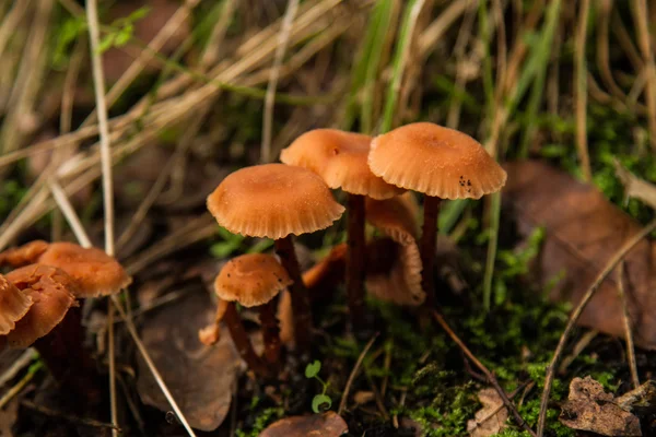 Champignons toxiques dans la forêt d'automne . — Photo