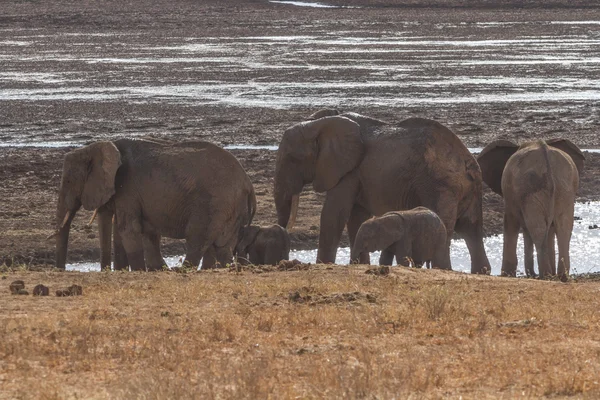 Olifanten Tsavo East National Park in Kenia — Stockfoto