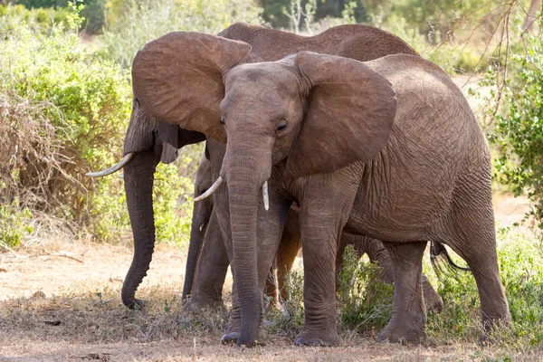 Group of elephants — Stock Photo, Image