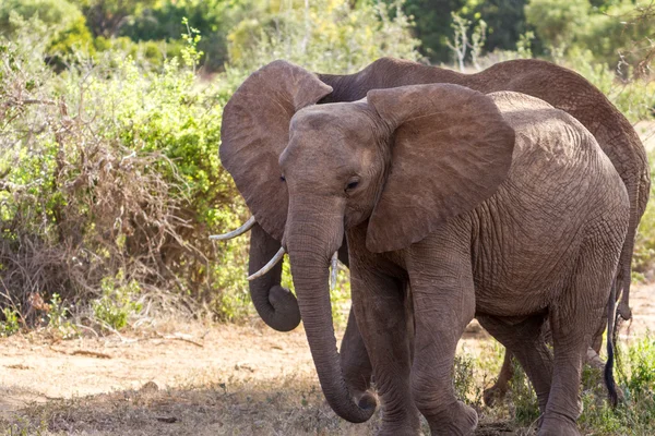 Group of elephants — Stock Photo, Image