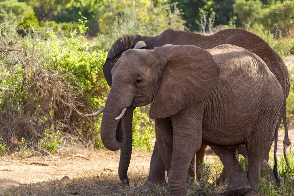 Group of elephants — Stock Photo, Image