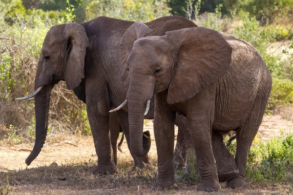 Ομάδα των ελεφάντων — Φωτογραφία Αρχείου