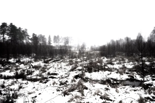在林地中的雪 — 图库照片
