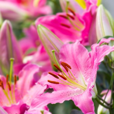 pembe lily Çiçek bahçesinde