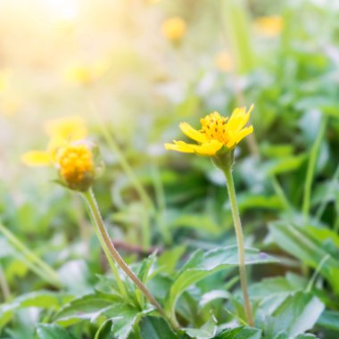 Bahar zaman sabah güneş ışığı ile sarı çiçek