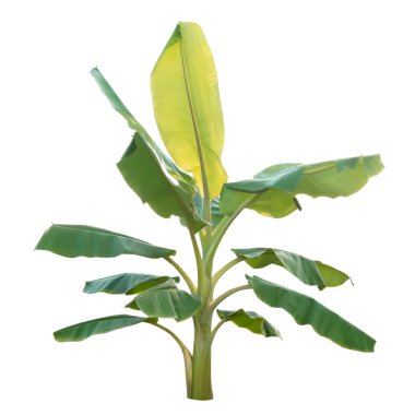 Beyaz arkaplanda izole edilmiş muz ağacı