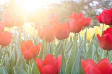 sabah güneş ışığı ile kırmızı lale çiçek