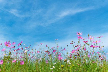 Mavi gökyüzüne karşı çiçek