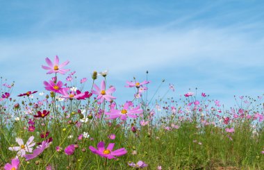 Mavi gökyüzüne karşı çiçek