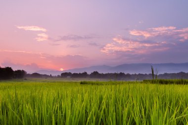 Yeşil çimenlerin üzerinde gün batımı ile çayır