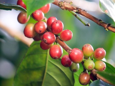 Kahve çekirdekleri ağaçta Olgun