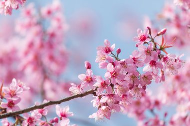 Bahar Sakura Kiraz Çiçeği