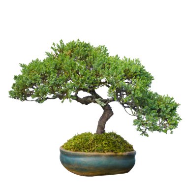 Bonsai ağaç bahçe beyaz, kırpma yolu izole 
