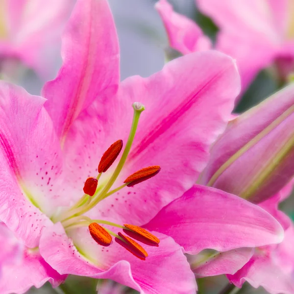 Pembe lily Çiçek bahçesinde — Stok fotoğraf