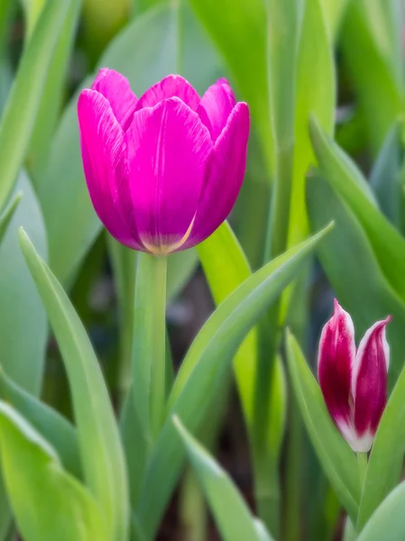 Tulipán květina v zahradě — Stock fotografie