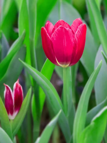 Fiore di tulipano in giardino — Foto Stock