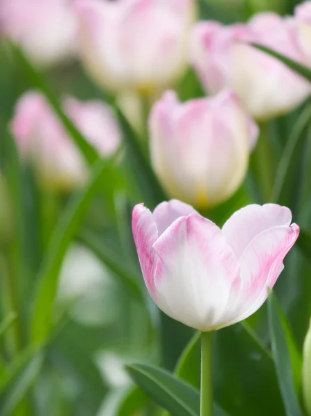 Fiore di tulipano in giardino — Foto Stock