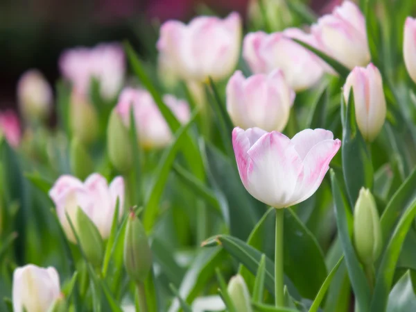 Tulipán květina v zahradě — Stock fotografie