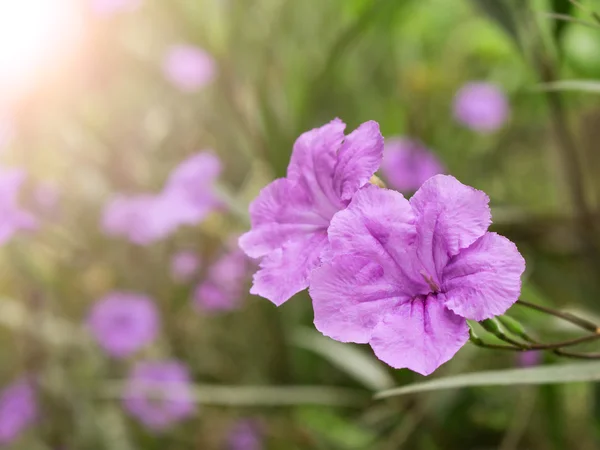 Fioletowy kwiat wiosna światło słoneczne rano tła — Zdjęcie stockowe