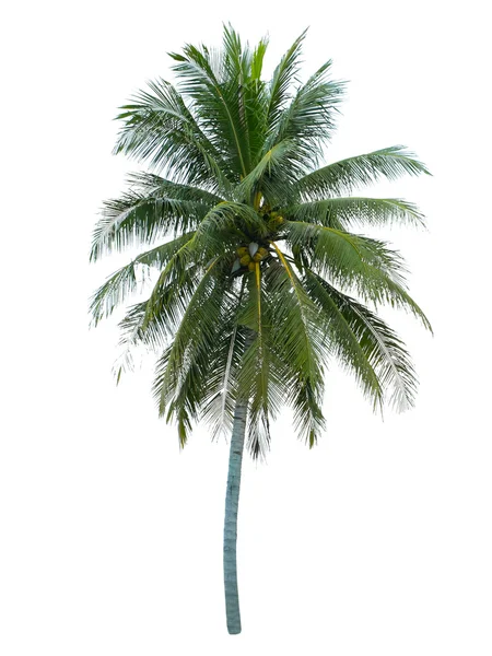 白地に隔離されたココナッツの木 — ストック写真